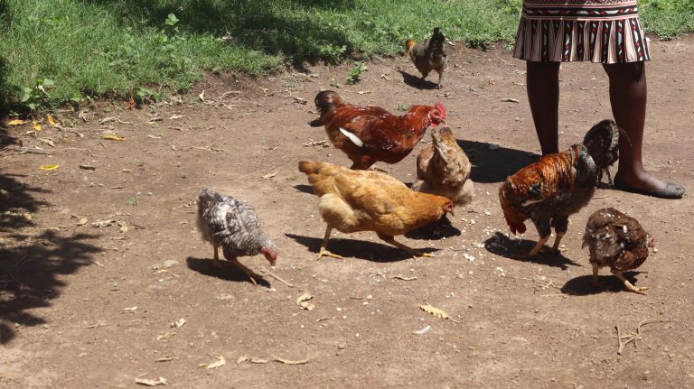 What We Learned from Visiting Older Persons Building Their Own Livelihoods